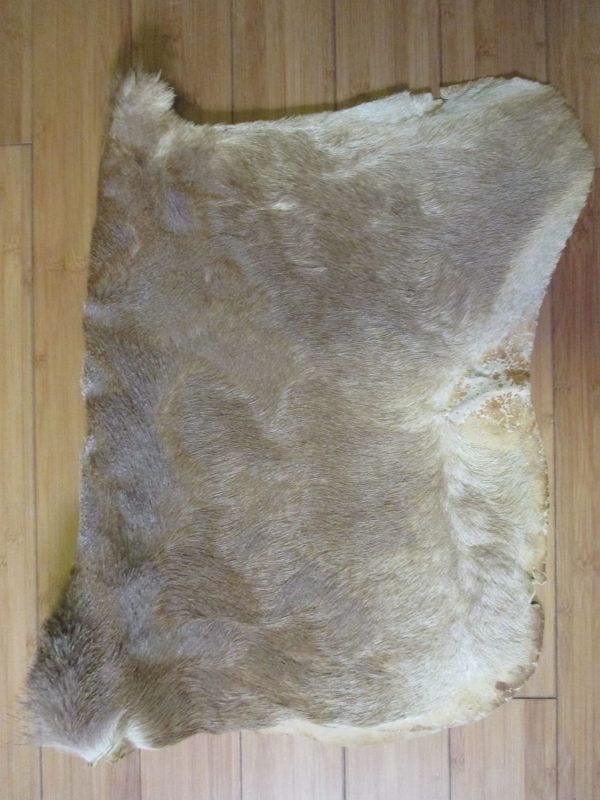 Vintage Bovid Pelt Taxidermy wall hanging hunting lodge cabin wall or floor decor collectible Mountain home Log Cabin