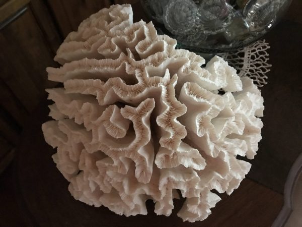 Beautiful Large Ocean Coral Vintage white Brain Coral cottage shabby chic beach house collectible display decor Marine Nautical decor