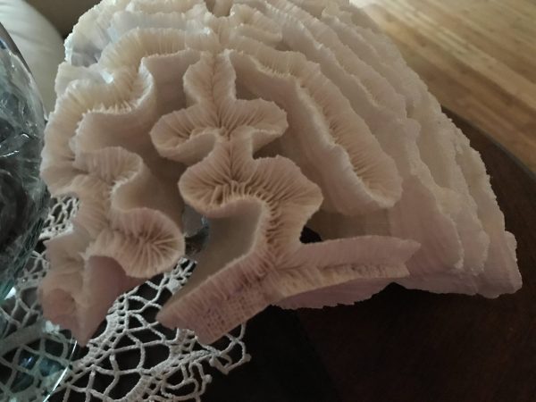 Beautiful Large Ocean Coral Vintage white Brain Coral cottage shabby chic beach house collectible display decor Marine Nautical decor
