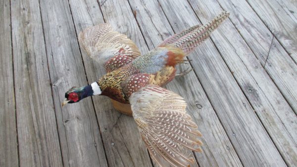 Flying Taxidermy Pheasant 32" wing span 30" beak to tail mounted on thin log great coloring cabin man cave home decor