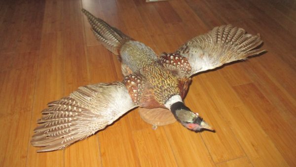 Flying Taxidermy Pheasant 32" wing span 30" beak to tail mounted on thin log great coloring cabin man cave home decor