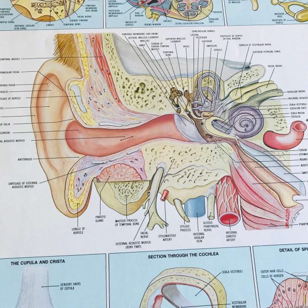 Audiology Ear Medical Wall Chart 1982 Anatomical Chart Co. Chi., IL Ernest W. Beck Medical Illustrator doctor's office hospital collectible