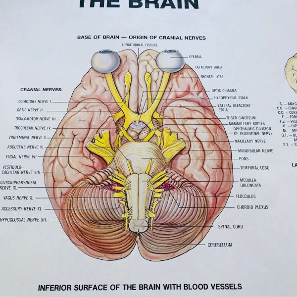 Brain Medical Wall Chart 1983 Anatomical Chart Co. Chicago, IL Univerity of Illinois doctor's office hospital medical collectible training