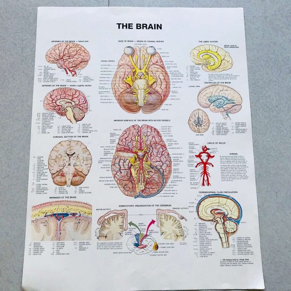 Brain Medical Wall Chart 1983 Anatomical Chart Co. Chicago, IL Univerity of Illinois doctor's office hospital medical collectible training