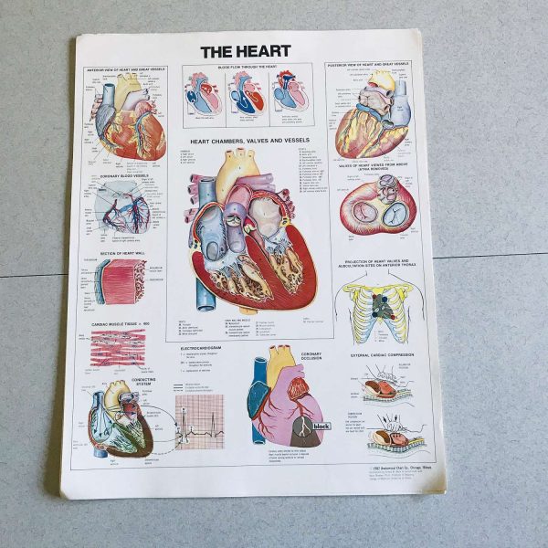 Heart Medical Wall Chart 1982 Anatomical Chart Co. Chicago, IL Univerity of Illinois doctor's office hospital medical collectible Detailed
