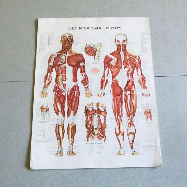 Muscalar System Medical Wall Chart 1981 Anatomical Chart Co. Chi., IL Peter Bachin Medical Illustrator doctor's office hospital collectible