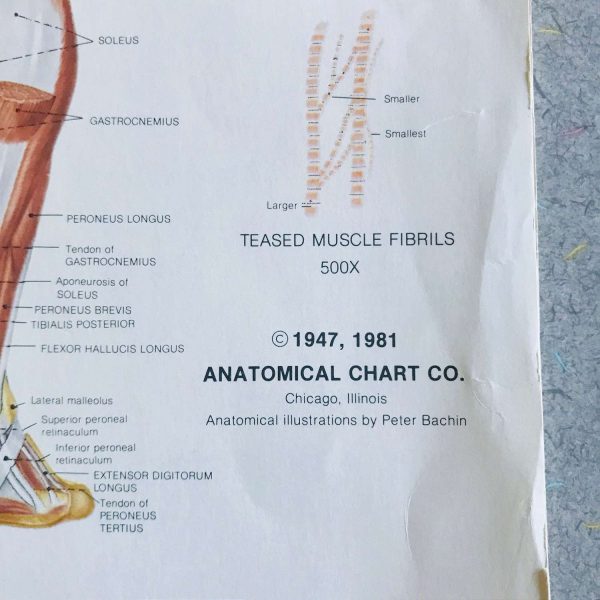 Muscalar System Medical Wall Chart 1981 Anatomical Chart Co. Chi., IL Peter Bachin Medical Illustrator doctor's office hospital collectible