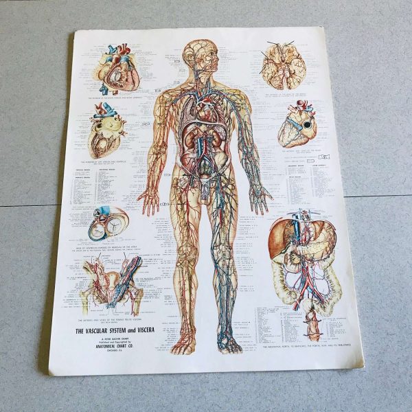 Nervous System Medical Wall Chart 1949 Anatomical Chart Co. Chi., IL Peter Bachin Medical Illustrator doctor's office hospital collectible