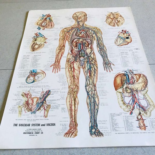 Nervous System Medical Wall Chart 1949 Anatomical Chart Co. Chi., IL Peter Bachin Medical Illustrator doctor's office hospital collectible