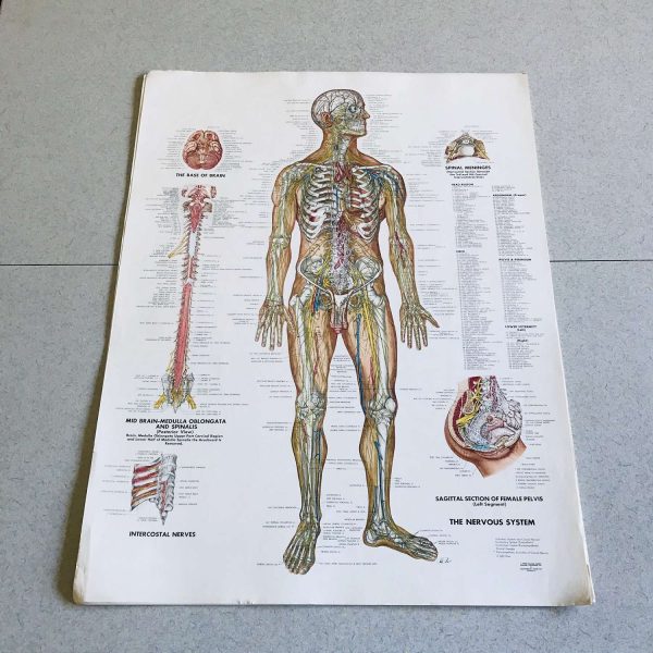 Vascular System Medical Wall Chart 1949 Anatomical Chart Co. Chi., IL Peter Bachin Illustrator doctor's office hospital collectible