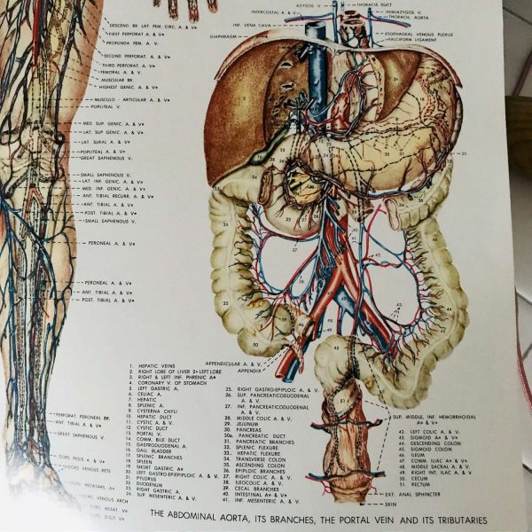 Vascular System Medical Wall Chart 1949 Anatomical Chart Co. Chi., IL Peter Bachin Illustrator doctor's office hospital collectible