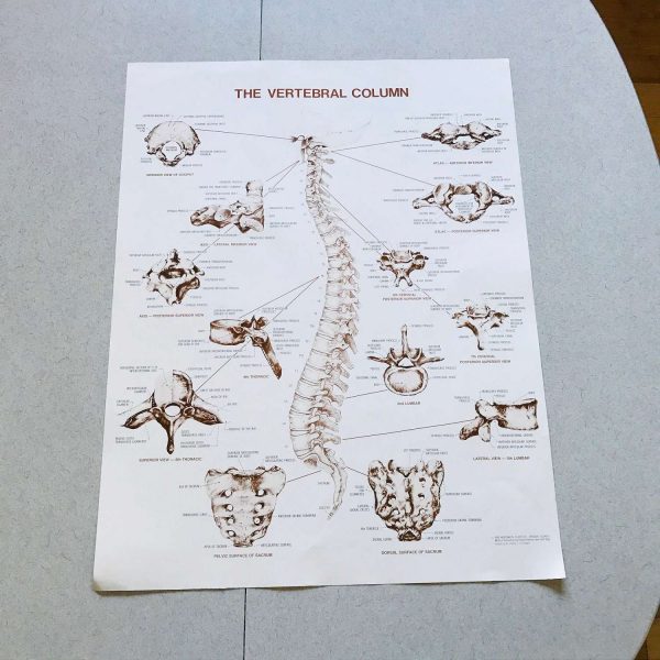 Vertebral Column Medical Wall Chart 1980 Anatomical Chart Co. Chi., IL Diane Nelson  Illustrator doctor's office hospital collectible