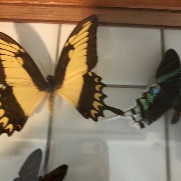 Vintage Butterfly Collection Beautiful Detailed and colorful taxidermy wall hanging double sided glass wooden frame curiosities collectible