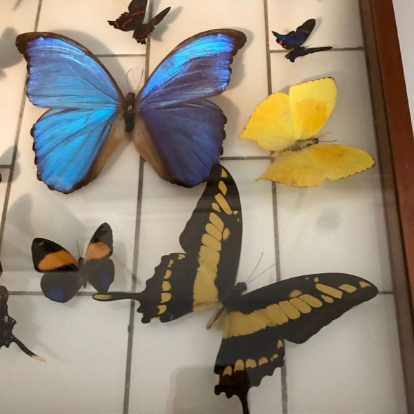 Vintage Butterfly Collection Beautiful Detailed and colorful taxidermy wall hanging double sided glass wooden frame curiosities collectible