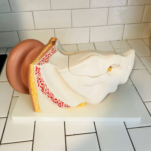 Vintage Ear Model Audiology 1986 Germany removable parts to educate on inner ear medical collectible pharmacy Doctor's office display