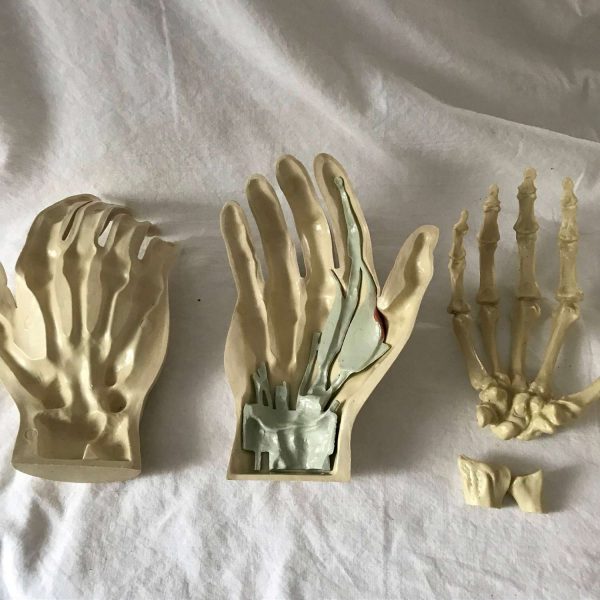 Vintage Merck 5 part Medical Teaching Training Hand tendon vein bones Science Scientific Pharmacy Doctor's office collectible display