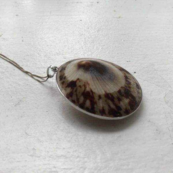 Vintage shell necklace trimmed in sterling with sterling box chain 18" chain