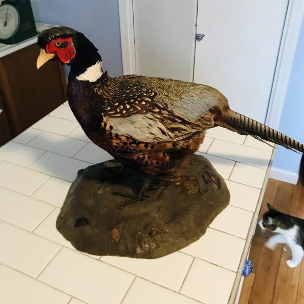 Vintage Taxidermy Mounted Ringneck Pheasant 1960's collectible display cabin lodge hunting farmhouse iridescent feathers