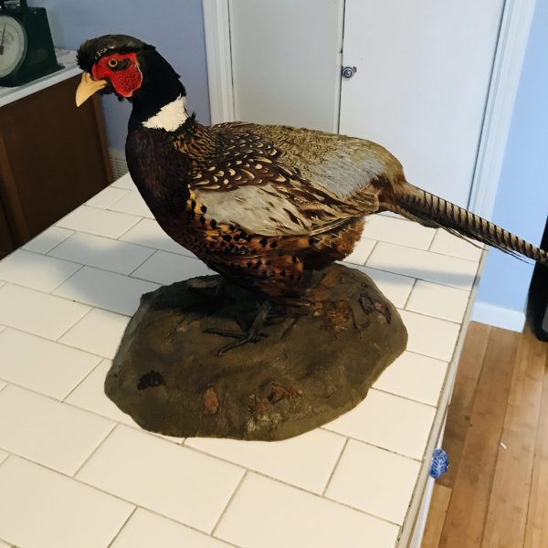 Vintage Taxidermy Mounted Ringneck Pheasant 1960's collectible display cabin lodge hunting farmhouse iridescent feathers