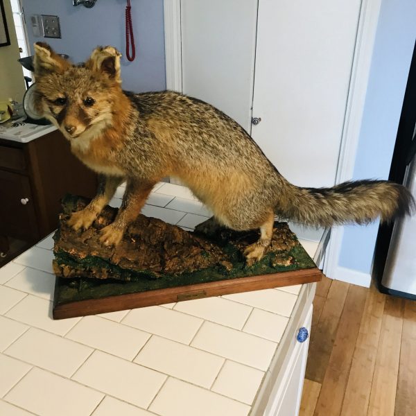 Vintage Taxidermy Red Fox full mount 1940's wooden base with tree limb collectible display cabin lodge hunting