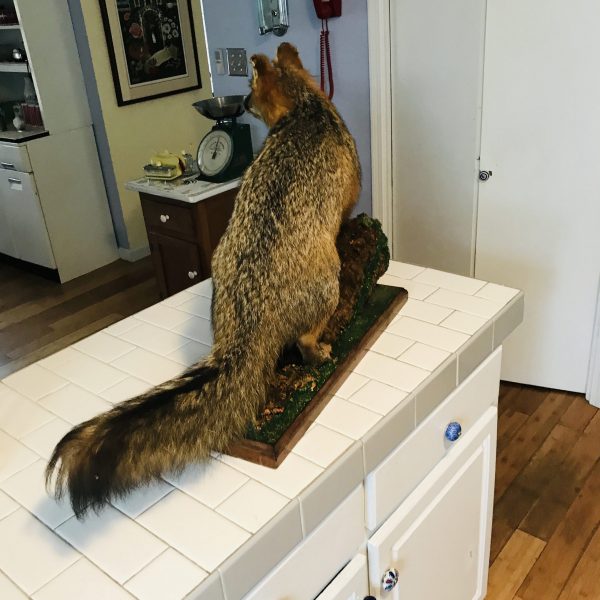 Vintage Taxidermy Red Fox full mount 1940's wooden base with tree limb collectible display cabin lodge hunting