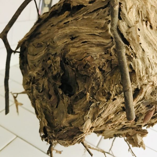 Fantastic Natural Hornets Nest attached to branch Naturally made farmhouse cabin lodge collectible display curiosity curiosities Nature
