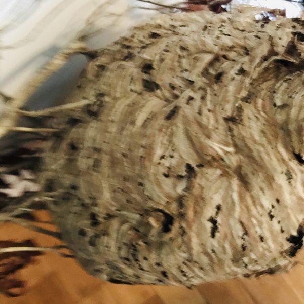 Fantastic Natural Hornets Nest attached to branch with Leaves Naturally made farmhouse cabin lodge collectible display curiosities Nature