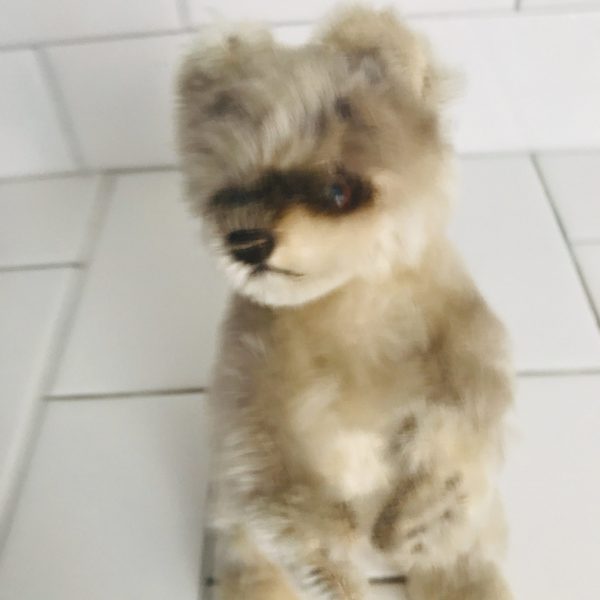 Steiff Original Vintage 1950's Germany Mohair Raccy the Raccoon Rotating Head 6" tall collectible display farmhouse child's room Vintage