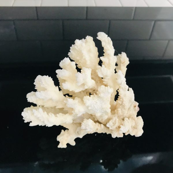 Small White Coral Tree Aquarium Landscaping Home Furnishing Ornaments Home Decoration Seashells Natural nautical display collectible cottage