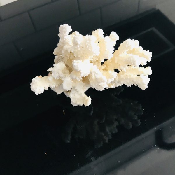 Small White Coral Tree Aquarium Landscaping Home Furnishing Ornaments Home Decoration Seashells Natural nautical display collectible cottage