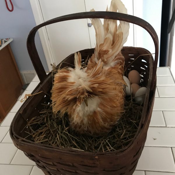 Vintage Taxidermy Fancy Chicken in Basket with eggs farmhouse collectible display WOW Fancy chicken