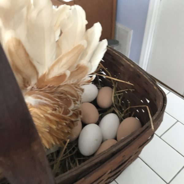 Vintage Taxidermy Fancy Chicken in Basket with eggs farmhouse collectible display WOW Fancy chicken