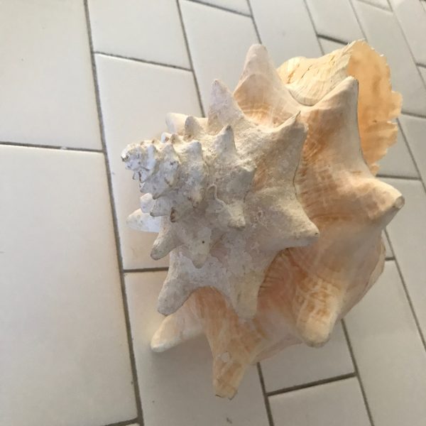 Large Conch Shell beautiful coloring and shape pretty pink coloring