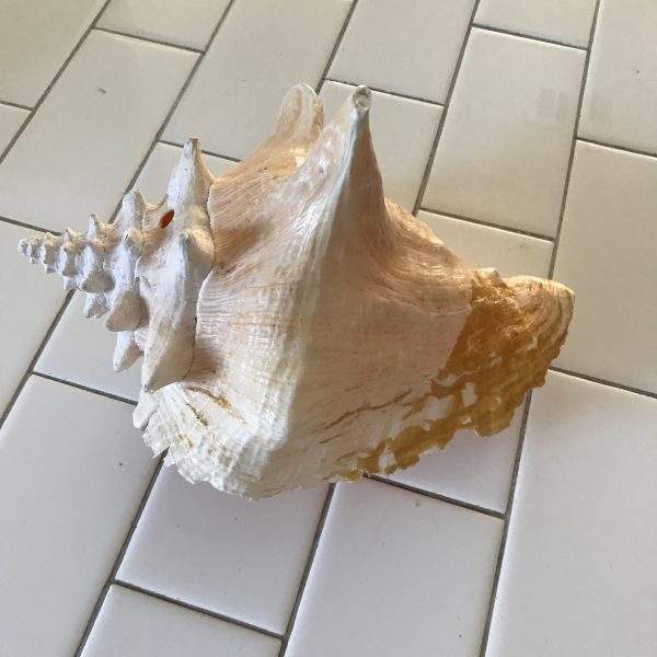 Large Conch Shell beautiful coloring and shape pretty pink coloring