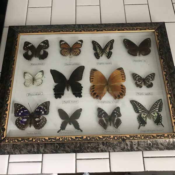 Vintage Butterfly Collection Beautiful Detailed and colorful taxidermy wall hanging glass wooden frame curiosities collectible