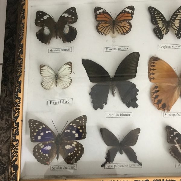Vintage Butterfly Collection Beautiful Detailed and colorful taxidermy wall hanging glass wooden frame curiosities collectible